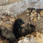Galgos decomisados5_opt