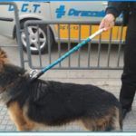 captura perro policia local