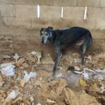 galgos decomisados 6_opt