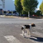 policia2